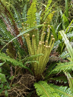 Orokonui Ecosanctuary