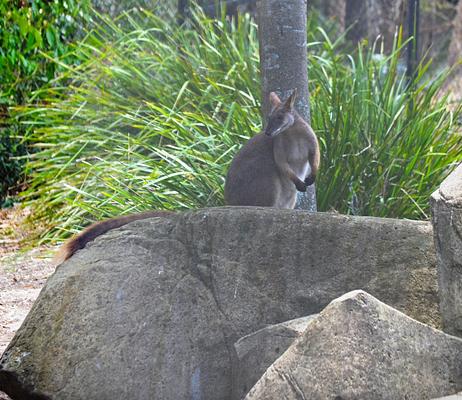David Fleay Wildlife Park