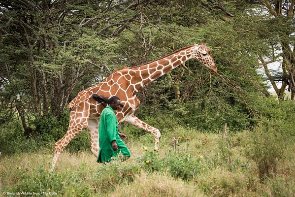 Sheldrick Wildlife Trust