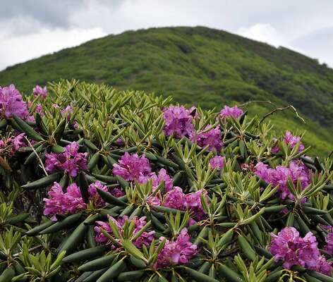 Craggy Gardens