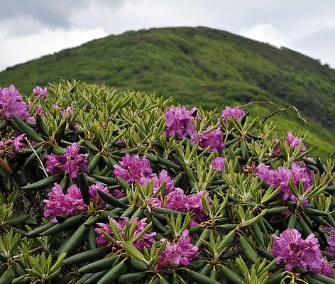 Craggy Gardens