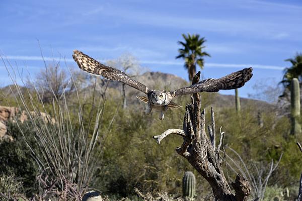 Arizona-Sonora Desert Museum