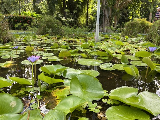 Botanical Gardens