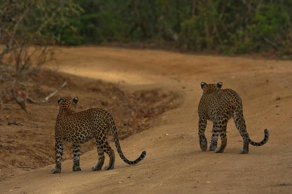 Mahoora Tented Safari Camp Wilpattu