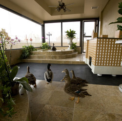 The Peabody Ducks