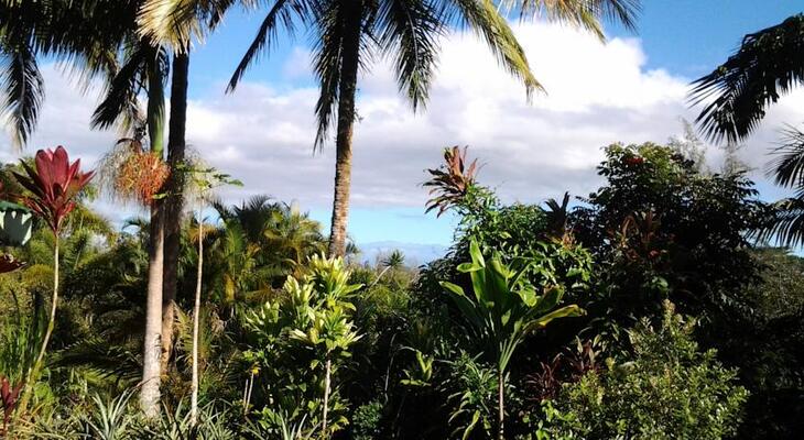 Lava Tree Tropic Inn