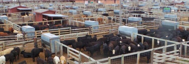 National Stockyard Exchange