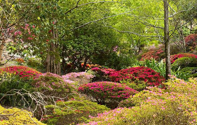 Adelaide Botanic Garden