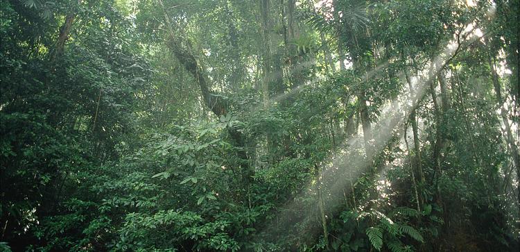 Hadco Experiences At Asa Wright Nature Centre