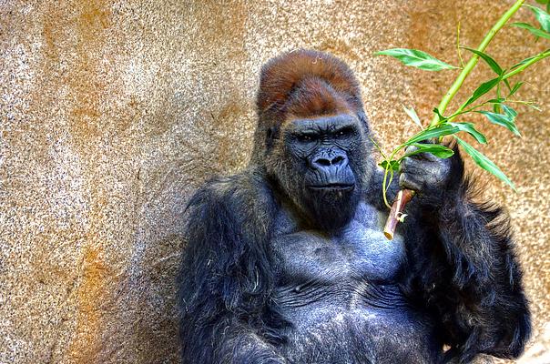 San Diego Zoo