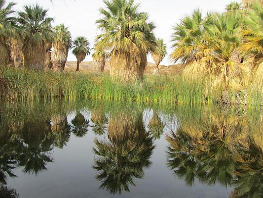 Coachella Valley Preserve