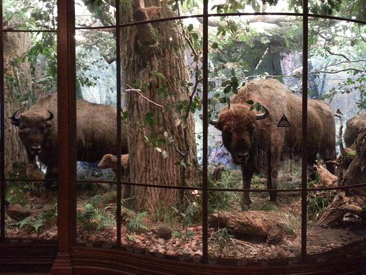 Museum of Natural History Vienna