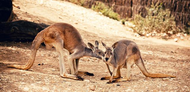 Melbourne Zoo