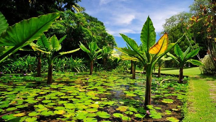 Seychelles National Botanical Gardens