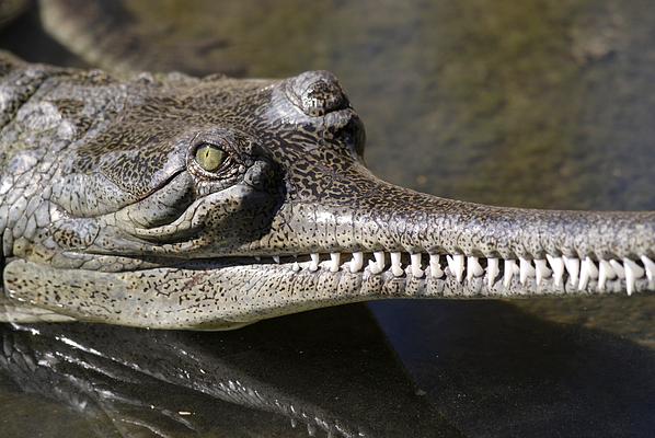 San Antonio Zoo