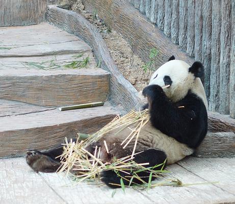 Chiang Mai Zoo