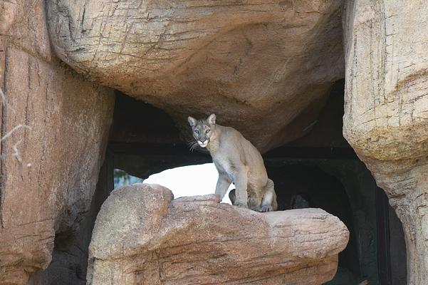 Arizona-Sonora Desert Museum