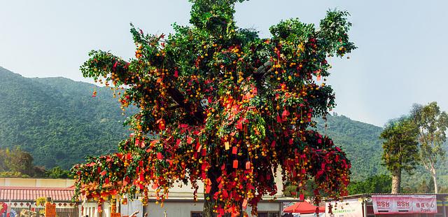 Lam Tsuen Wishing Tree