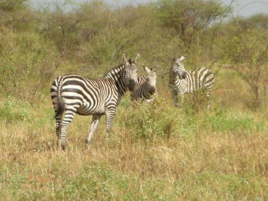Amboseli Serena Safari Lodge