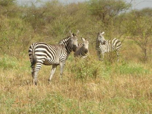 Amboseli Serena Safari Lodge