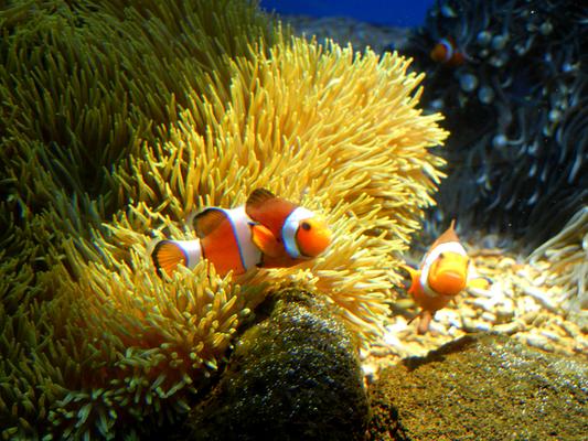 Waikiki Aquarium