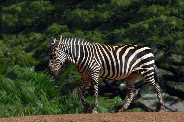 Honolulu Zoo