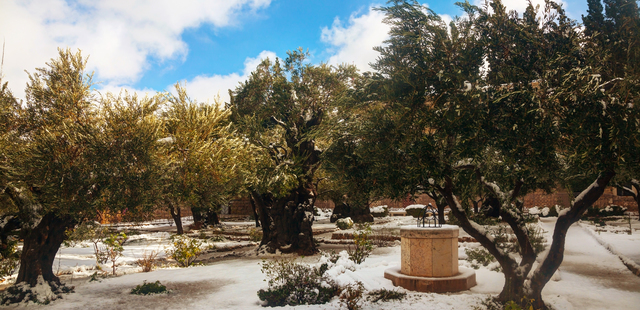 Garden of Gethsemane