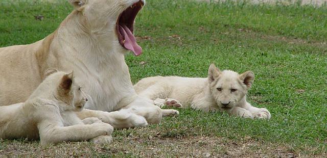 Zoologico Guadalajara