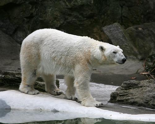 Bronx Zoo