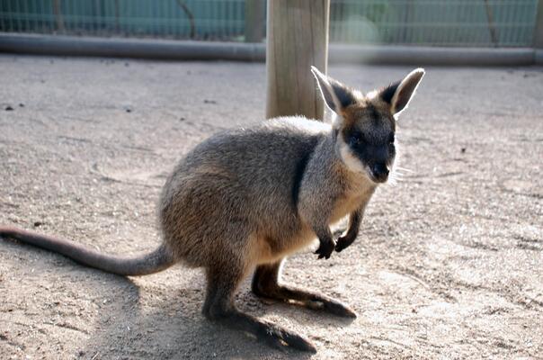 Featherdale Sydney Wildlife Park