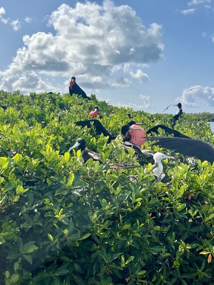Frigate Bird Sanctuary