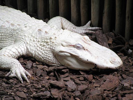 St. Augustine Alligator Farm Zoological Park