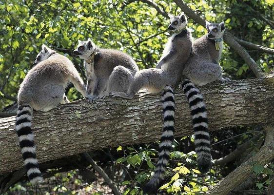 Duke Lemur Center