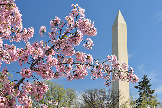 The best cities in the world to see cherry blossoms