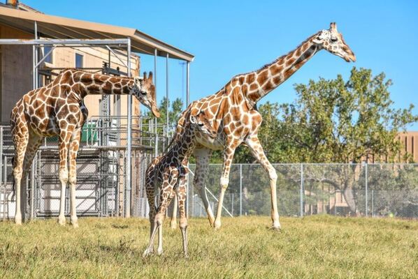 Oklahoma City Zoo and Botanical Garden
