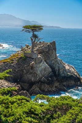 Lone Cypress