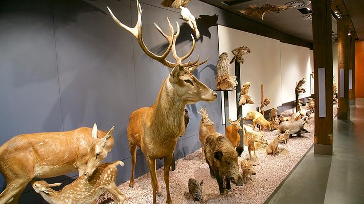 National Museum of Natural History