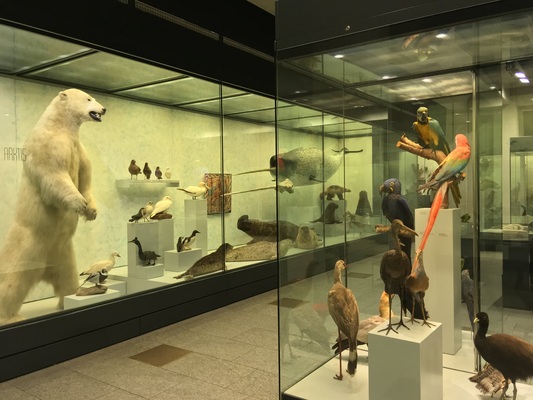 Zoological Museum