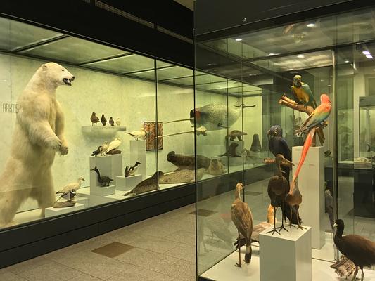 Zoological Museum