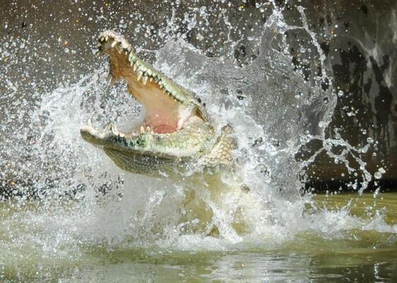Crocodylus Park