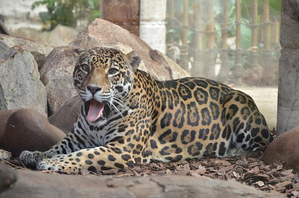 The Dallas World Aquarium