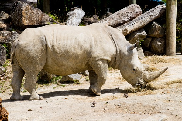 Auckland Zoo
