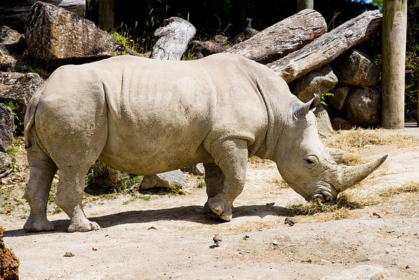 Auckland Zoo