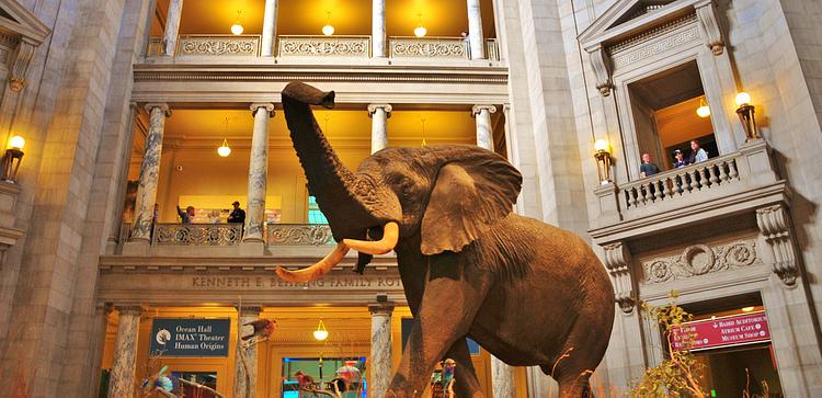 National Museum of Natural History – Museum Review