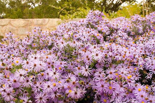 Lady Bird Johnson Wildflower Center