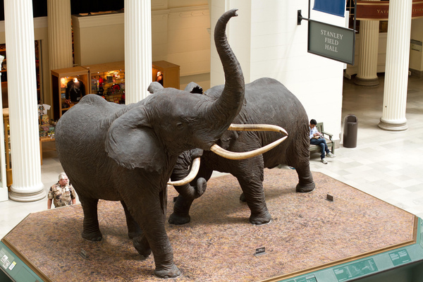Field Museum