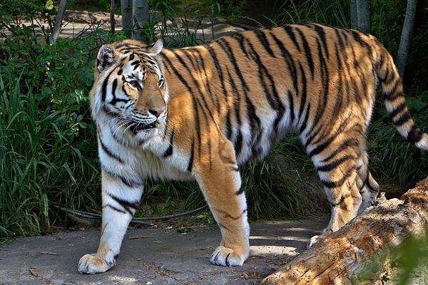 Oregon Zoo: Together for Wildlife