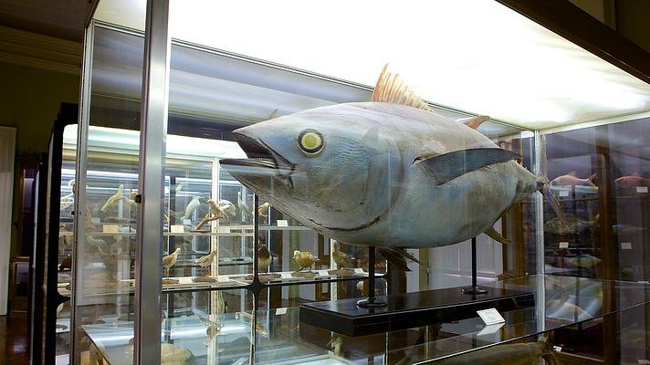 Museum of Natural History (Municipal Museum of Funchal)