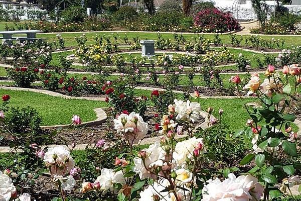 Durbanville Rose Garden