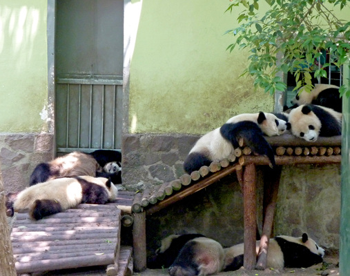 Shanghai Zoo (Shanghai Dongwu Yuan)